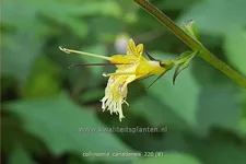 Collinsonia canadensis