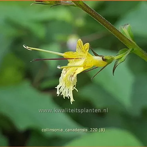 Collinsonia canadensis