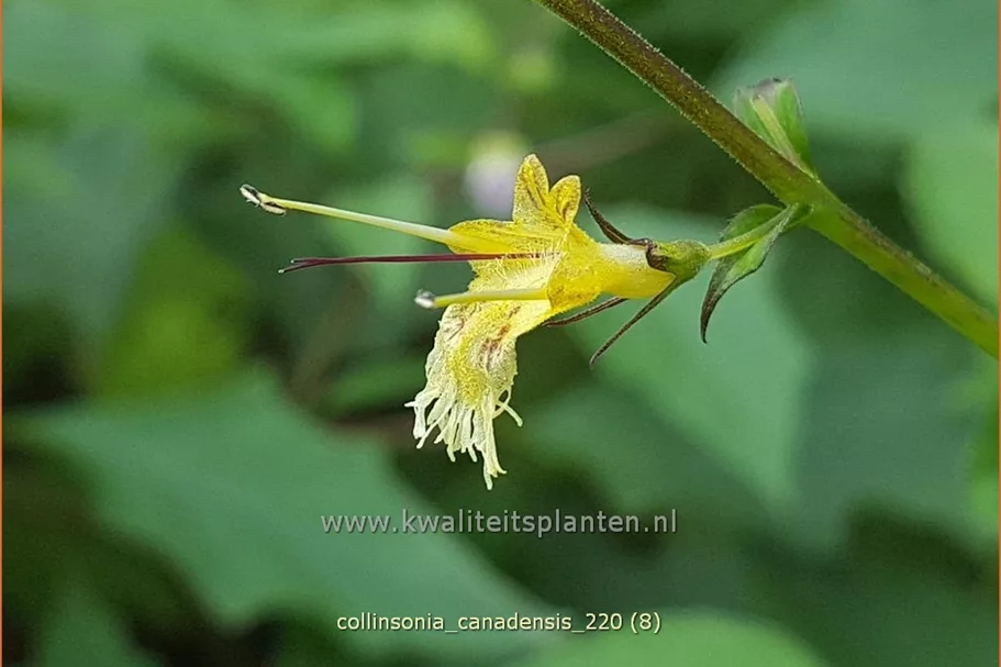 Collinsonia canadensis