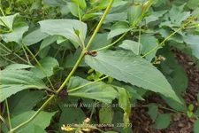 Collinsonia canadensis