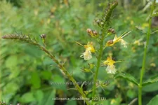 Collinsonia canadensis