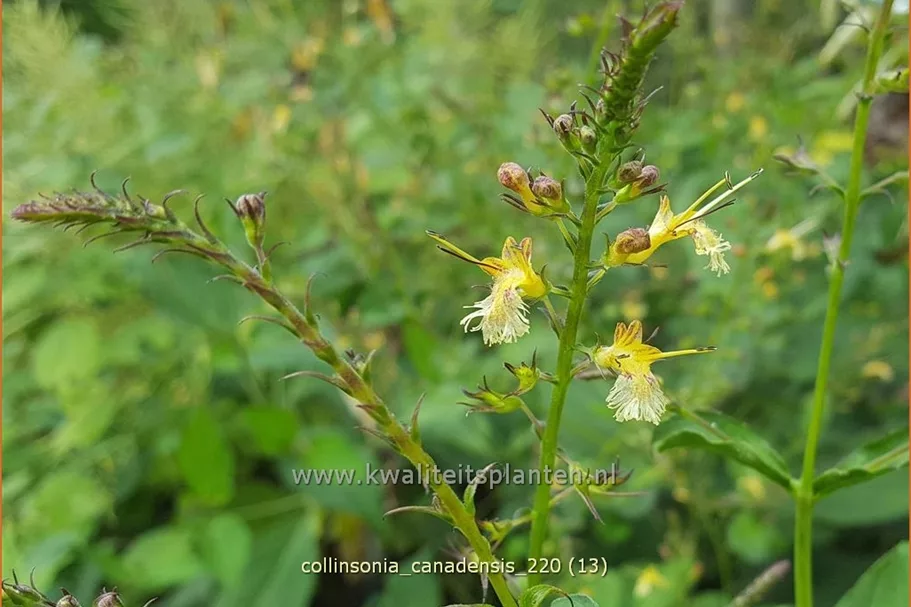 Collinsonia canadensis