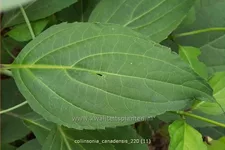 Collinsonia canadensis