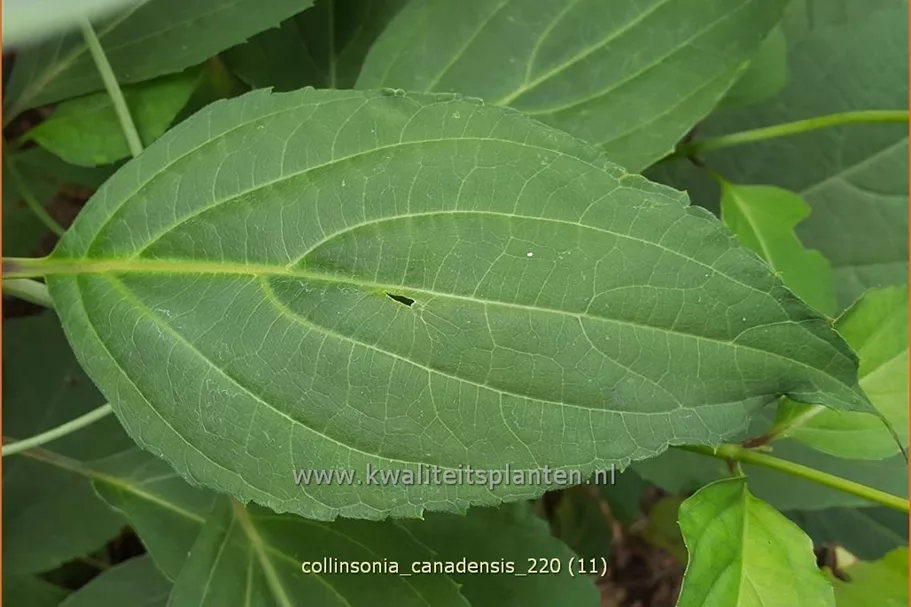 Collinsonia canadensis