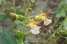Collinsonia canadensis
