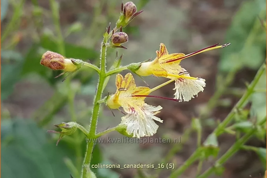 Collinsonia canadensis