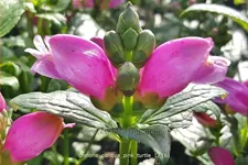 Chelone obliqua 'Pink Turtle'