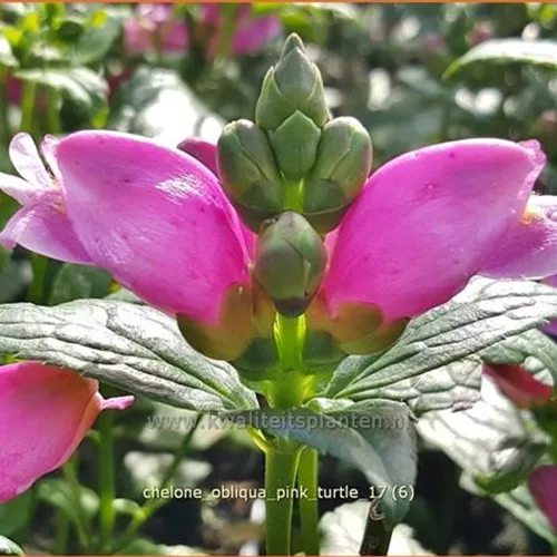 Chelone obliqua 'Pink Turtle'