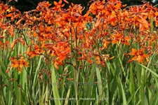 Crocosmia x crocosmiiflora 'Emily McKenzie'