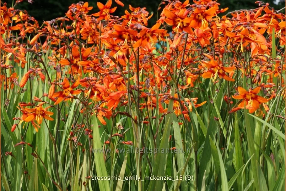 Crocosmia x crocosmiiflora 'Emily McKenzie'