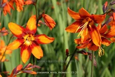 Crocosmia x crocosmiiflora 'Emily McKenzie'