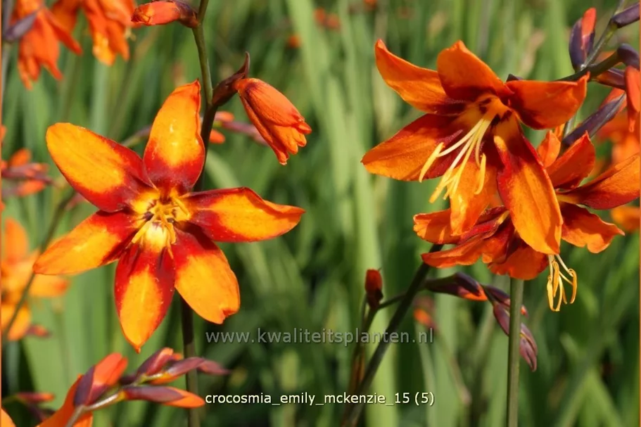 Crocosmia x crocosmiiflora 'Emily McKenzie'