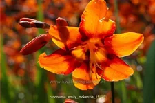 Crocosmia x crocosmiiflora 'Emily McKenzie'