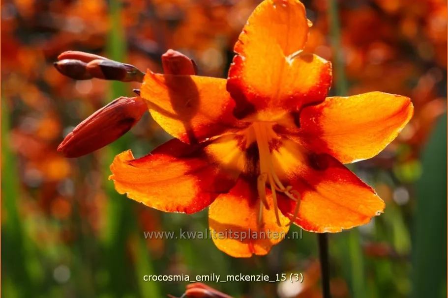 Crocosmia x crocosmiiflora 'Emily McKenzie'