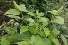 Comanthosphace japonica 'Golden Angel' Staude im 9x9 cm Vierecktopf