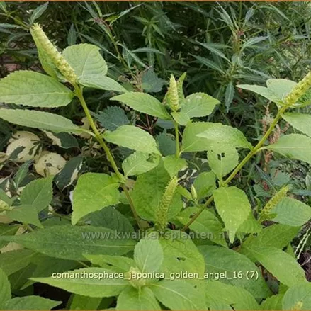Comanthosphace japonica 'Golden Angel'