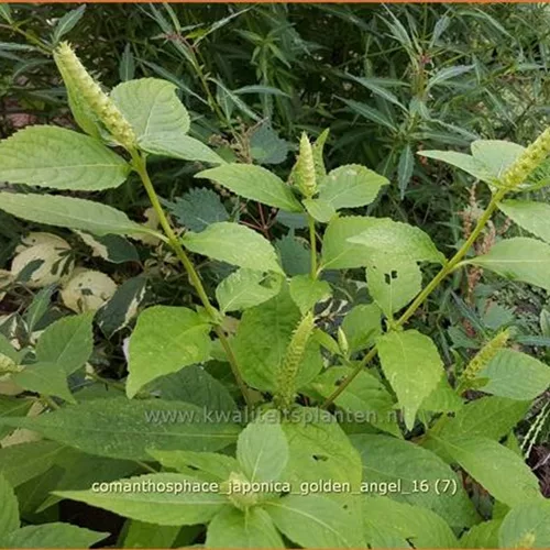 Comanthosphace japonica 'Golden Angel'