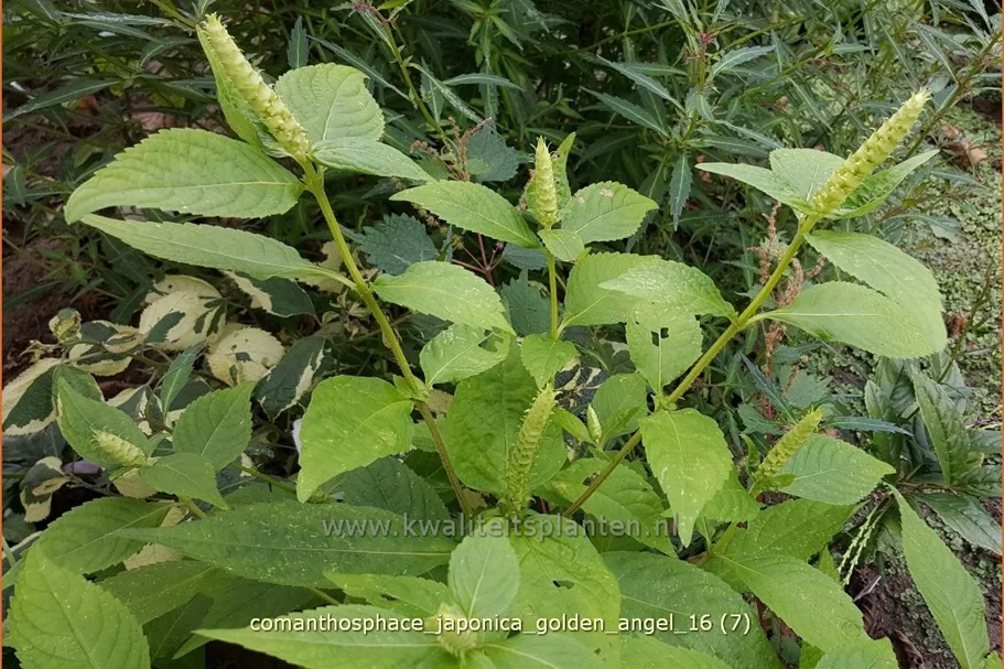 Comanthosphace japonica 'Golden Angel' Staude im 9x9 cm Vierecktopf