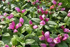 Chelone obliqua 'Pink Turtle'