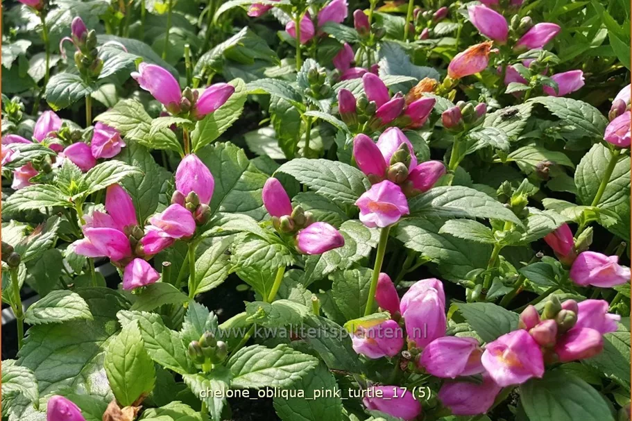 Chelone obliqua 'Pink Turtle'