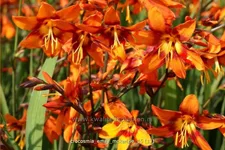 Crocosmia x crocosmiiflora 'Emily McKenzie'