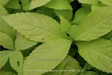 Comanthosphace japonica 'Golden Angel' Staude im 9x9 cm Vierecktopf