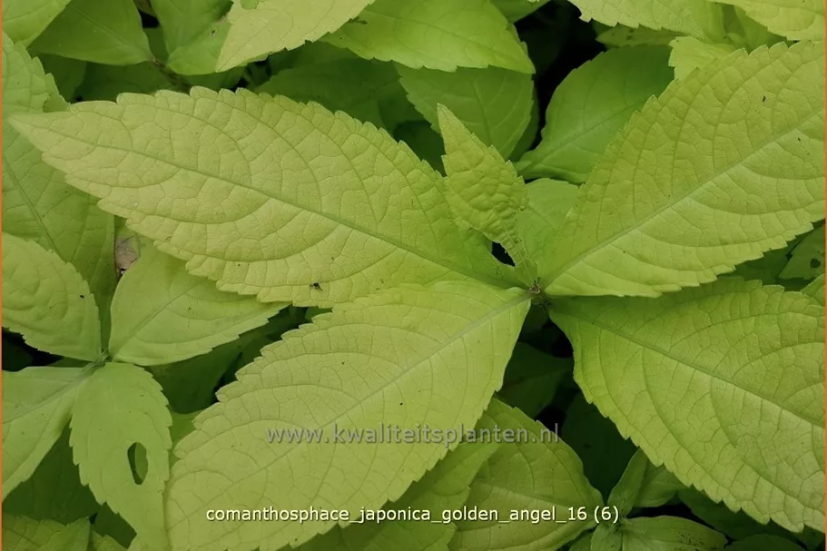 Comanthosphace japonica 'Golden Angel' Staude im 9x9 cm Vierecktopf