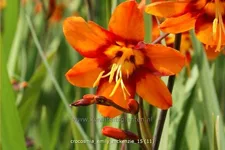 Crocosmia x crocosmiiflora 'Emily McKenzie'