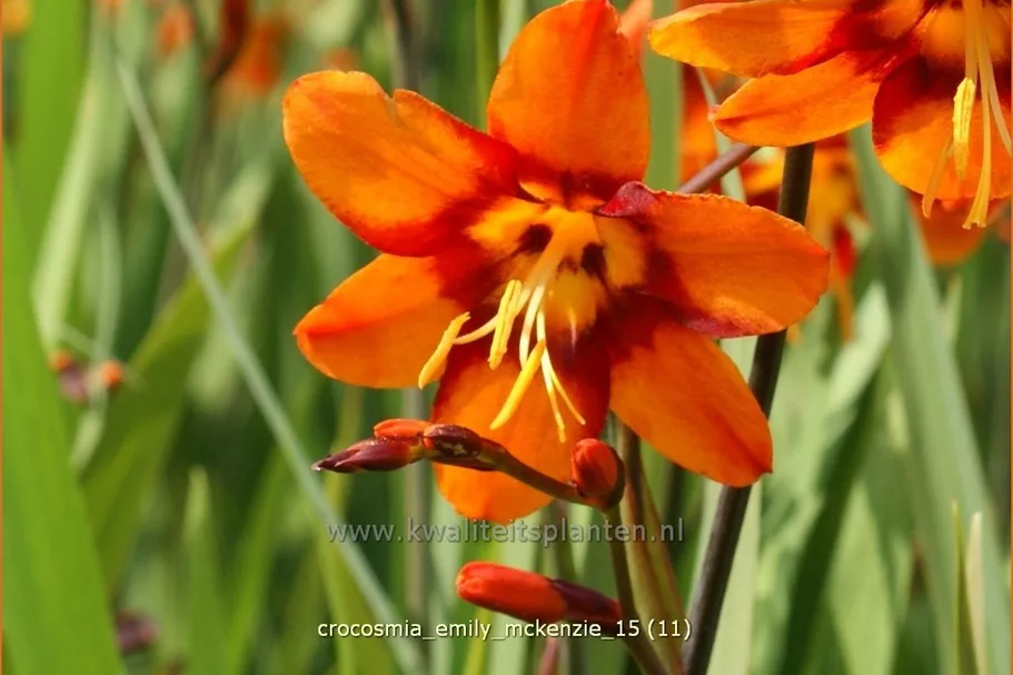 Crocosmia x crocosmiiflora 'Emily McKenzie'