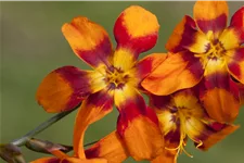 Crocosmia x crocosmiiflora 'Emily McKenzie'