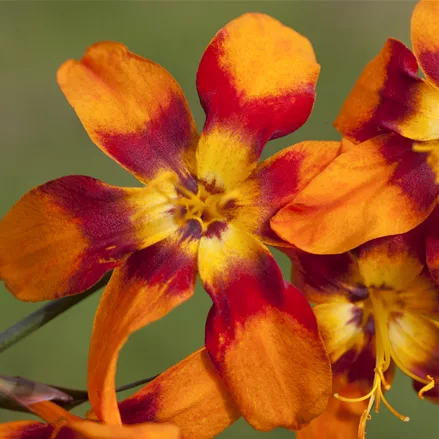 Crocosmia x crocosmiiflora 'Emily McKenzie'