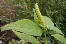 Comanthosphace japonica 'Golden Angel' Staude im 9x9 cm Vierecktopf
