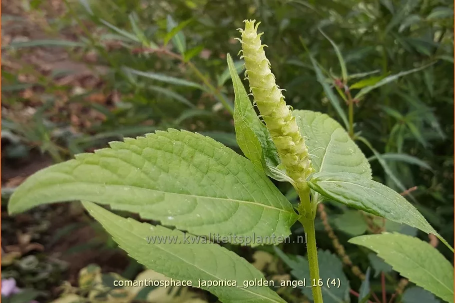 Comanthosphace japonica 'Golden Angel' Staude im 9x9 cm Vierecktopf