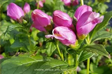 Chelone obliqua 'Pink Turtle'
