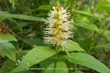 Comanthosphace japonica 'Golden Angel' Staude im 9x9 cm Vierecktopf