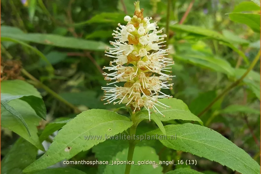 Comanthosphace japonica 'Golden Angel' Staude im 9x9 cm Vierecktopf