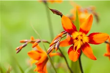 Crocosmia x crocosmiiflora 'Emily McKenzie'