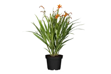 Crocosmia x crocosmiiflora 'Emily McKenzie'