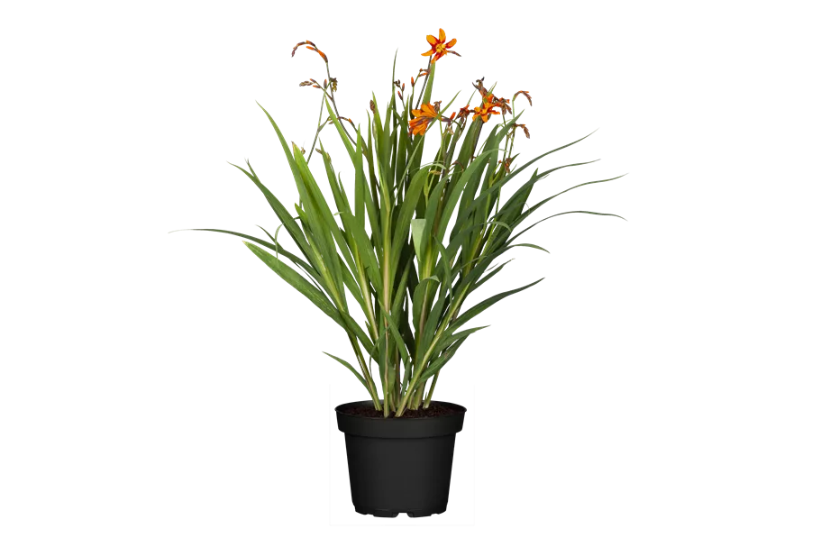 Crocosmia x crocosmiiflora 'Emily McKenzie'