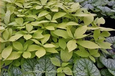 Comanthosphace japonica 'Golden Angel' Staude im 9x9 cm Vierecktopf