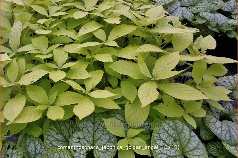 Comanthosphace japonica 'Golden Angel' Staude im 9x9 cm Vierecktopf