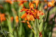 Crocosmia x crocosmiiflora 'Emily McKenzie'