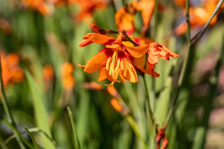 Crocosmia x crocosmiiflora 'Emily McKenzie'