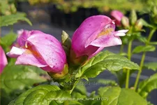 Chelone obliqua 'Pink Turtle'