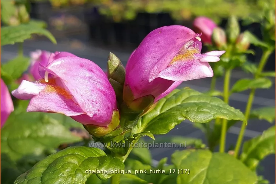 Chelone obliqua 'Pink Turtle'