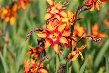 Crocosmia x crocosmiiflora 'Emily McKenzie'