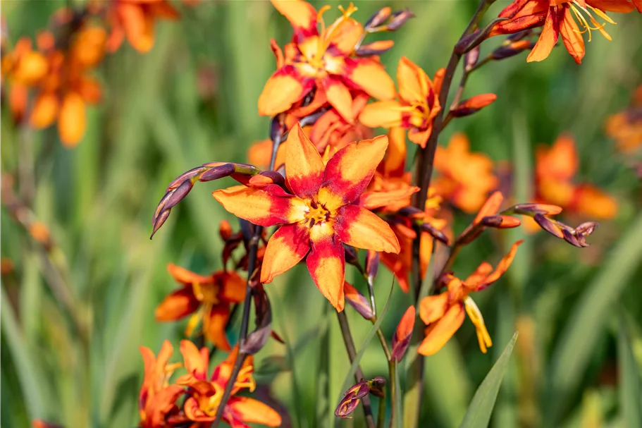 Crocosmia x crocosmiiflora 'Emily McKenzie'