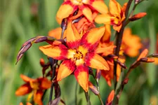 Crocosmia x crocosmiiflora 'Emily McKenzie'