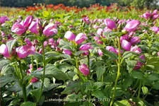 Chelone obliqua 'Pink Turtle'