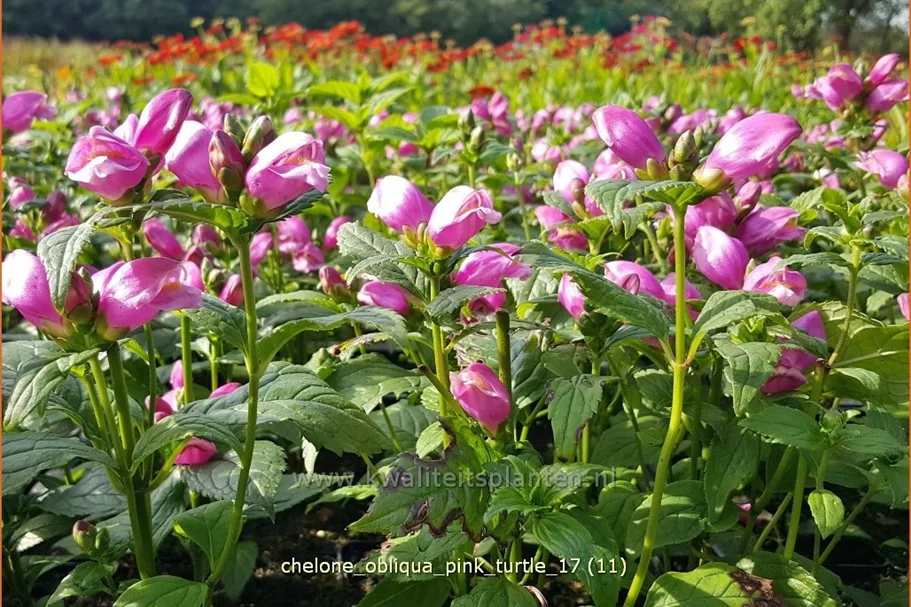 Chelone obliqua 'Pink Turtle'